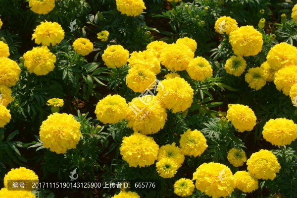 花卉