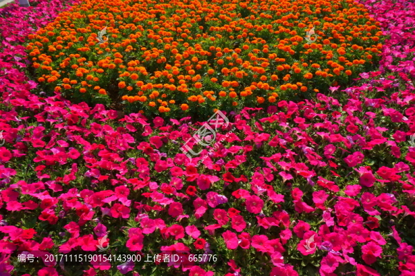 花卉