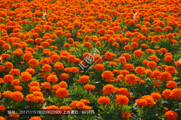 花卉