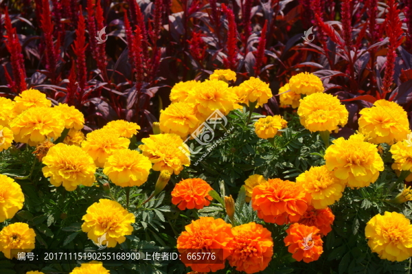 花卉