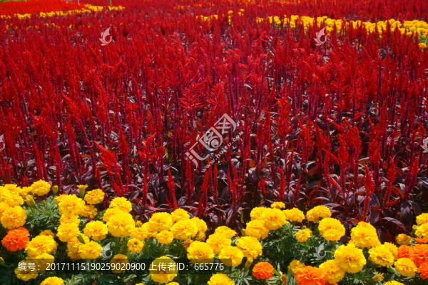 花卉