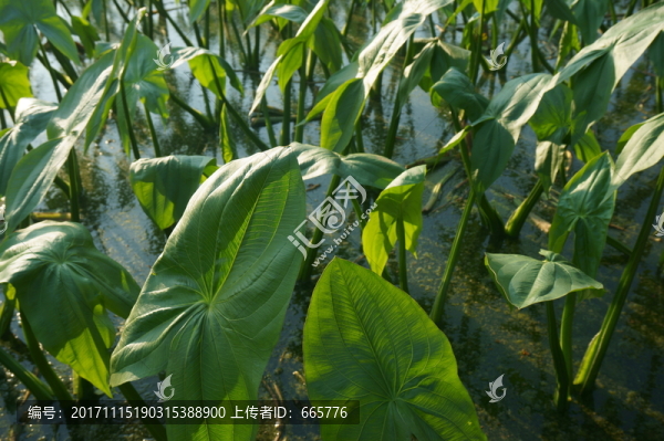 茨菇苗