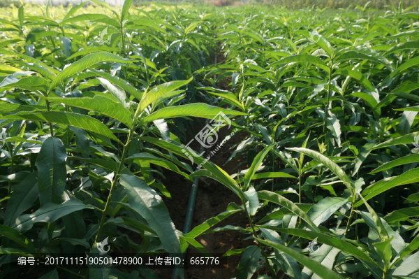 桃樹(shù)苗