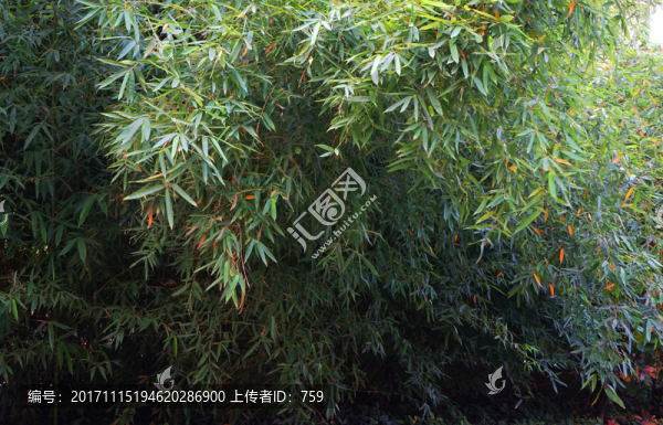 竹子