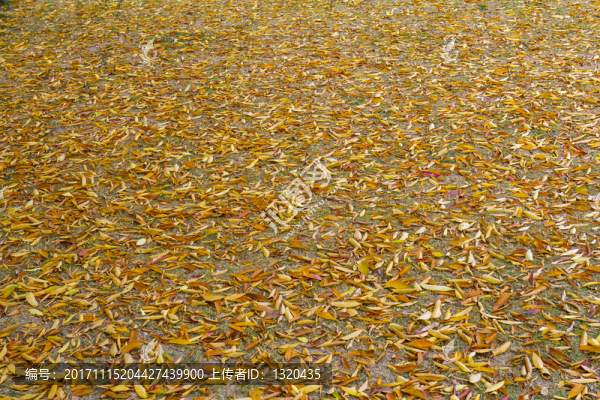 秋色-匯圖網(wǎng) www.fosd68.com 秋色