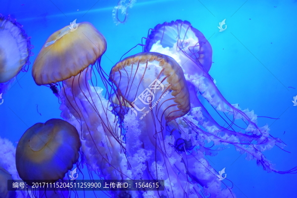 夢(mèng)幻水母
