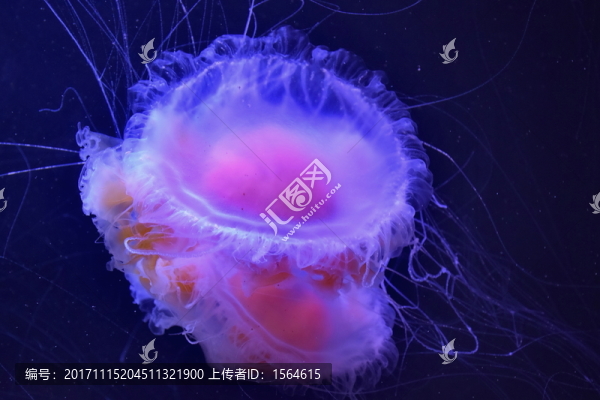 夢幻水母