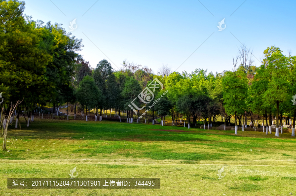 樹林草地