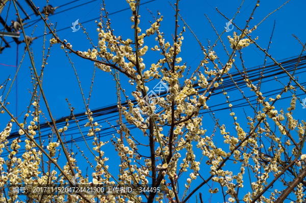 臘梅花開