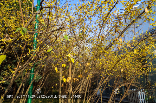 臘梅花開(kāi)