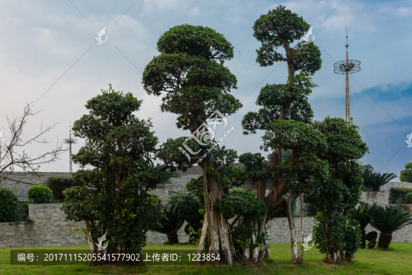 園林造型樹