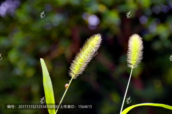 瓢蟲和草