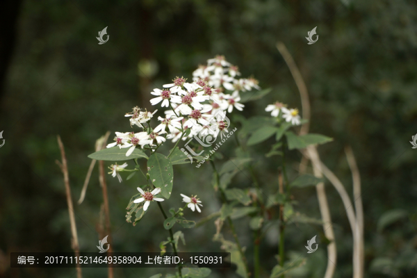 野花