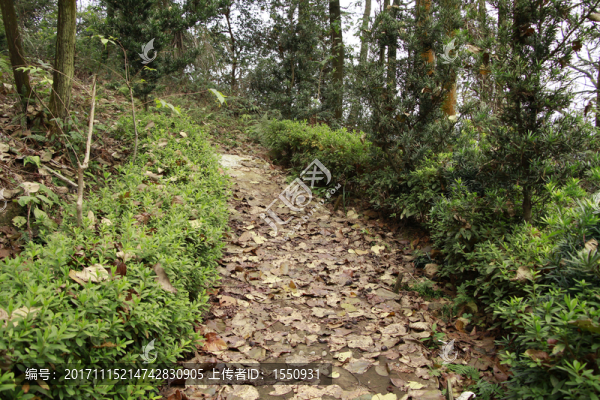 山間小路