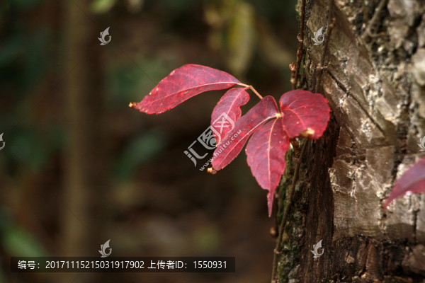 爬山虎