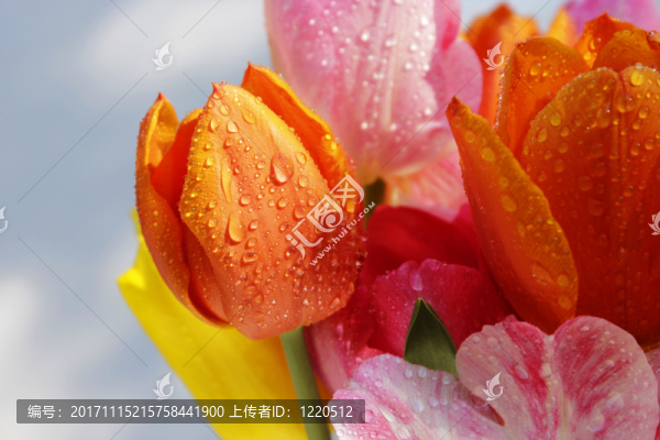 郁金香與水滴