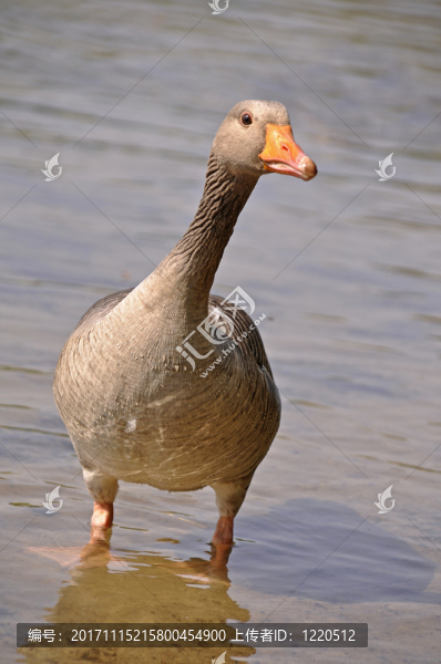 鵝