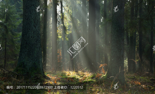 陽(yáng)光光束