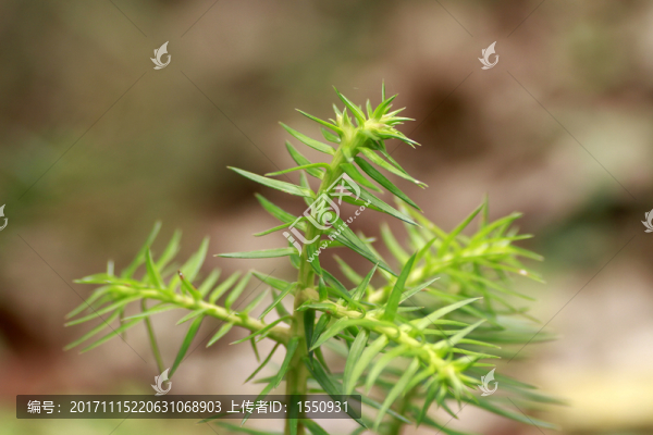 樹葉