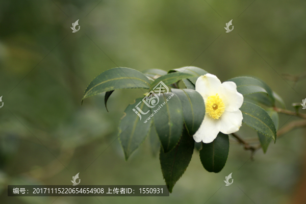 茶花