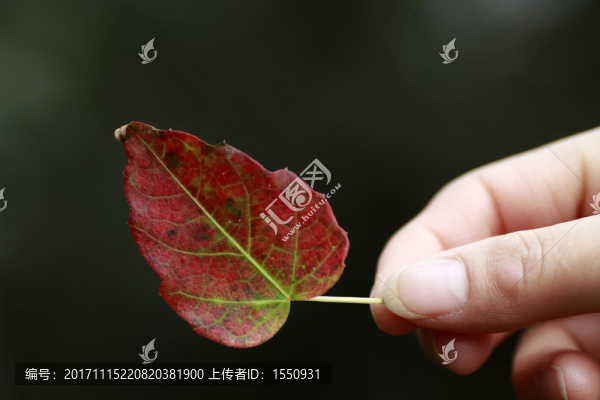 紅葉