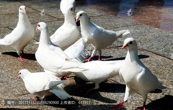 白鴿,廣場(chǎng)景觀(guān)