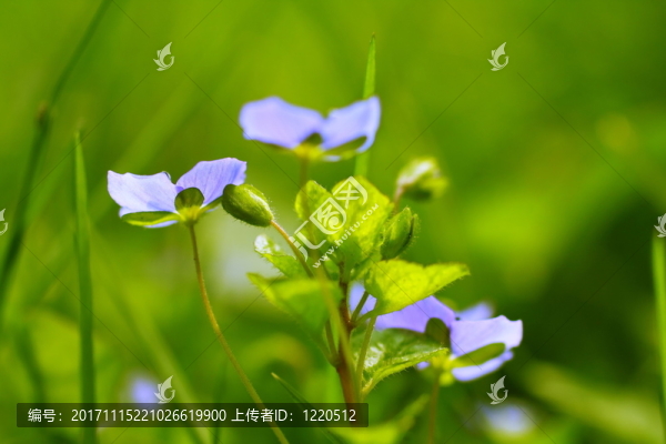 藍(lán)色