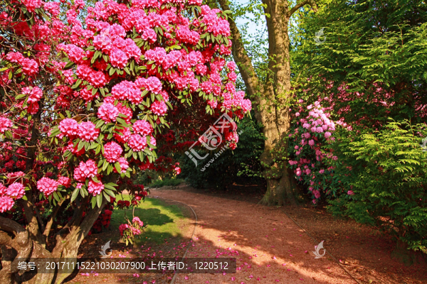 花園
