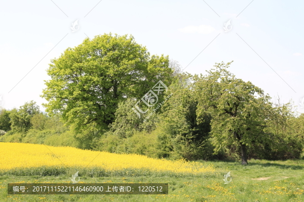 樹