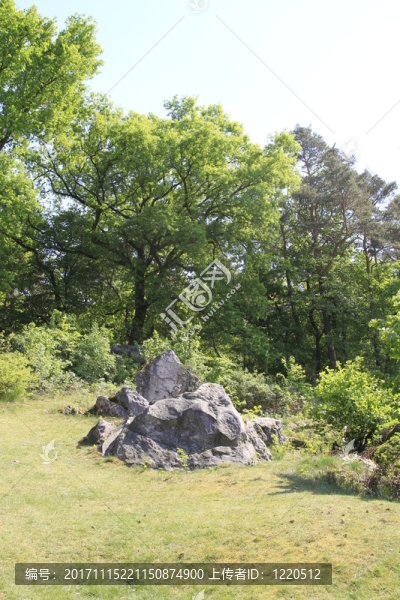 樹-匯圖網(wǎng) www.fosd68.com 樹