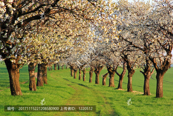 櫻花