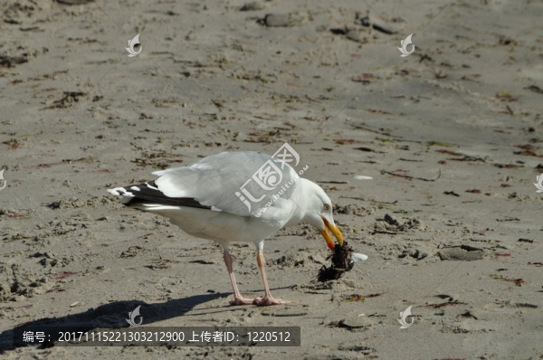 鯡魚鷗