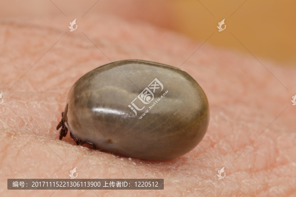 蜱蓖麻,-,蜱（蜱蓖麻）