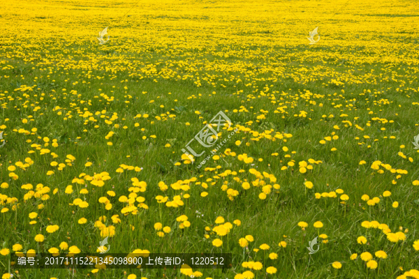 假日