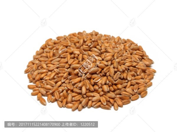 食物