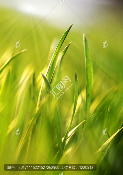 植物在陽光下