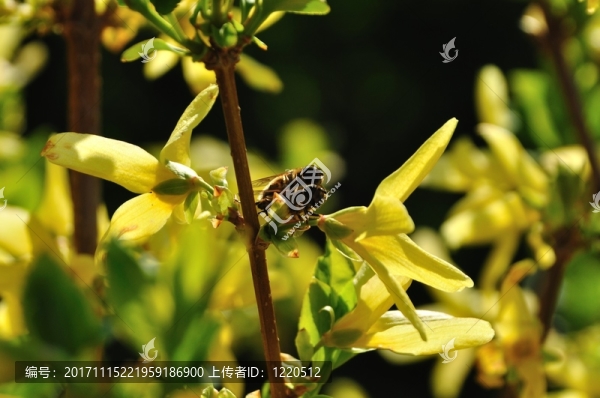 花園