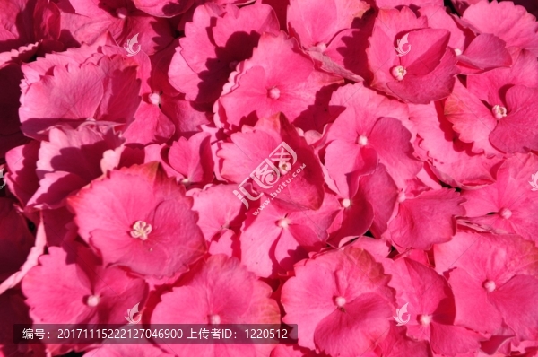 花園