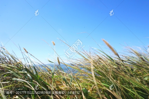 牛島
