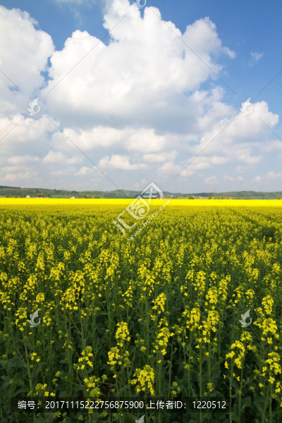 盛開(kāi)的油菜籽領(lǐng)域在春天