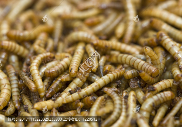 黃粉蟲(chóng)