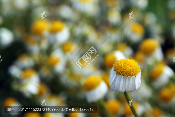 甘菊