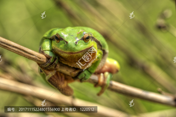 步