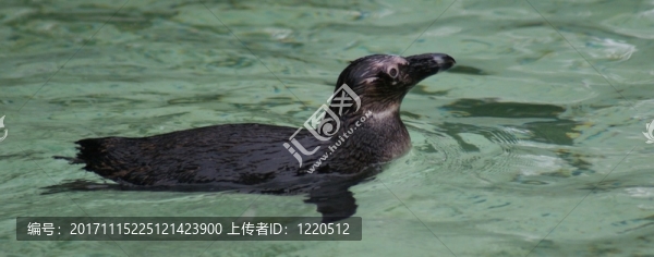 動物