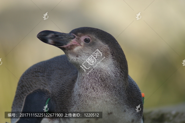 隔離的