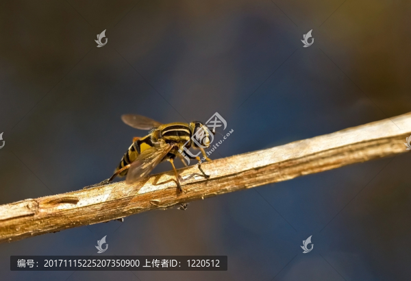 蟲