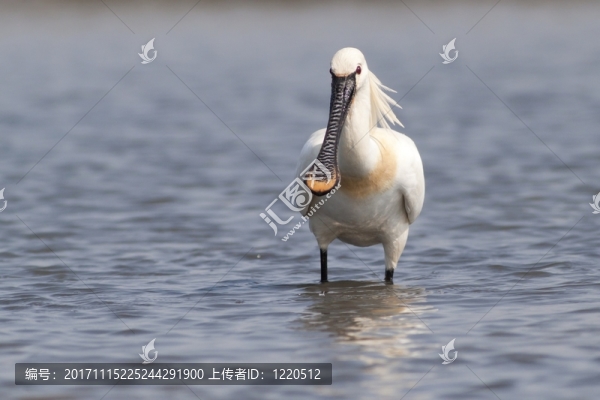 韋德
