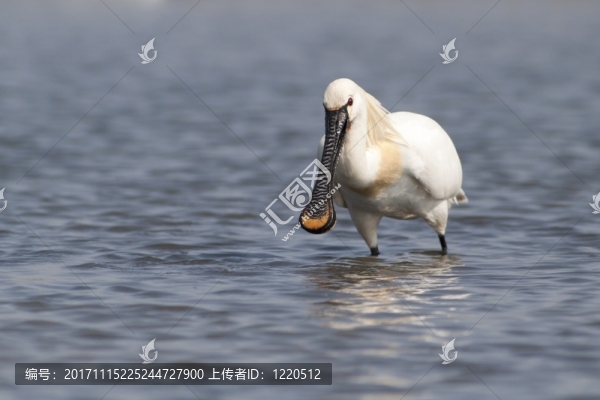 韋德