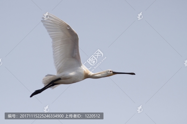 韋德