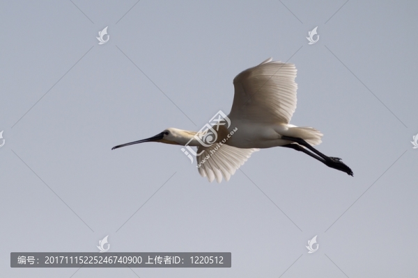 韋德